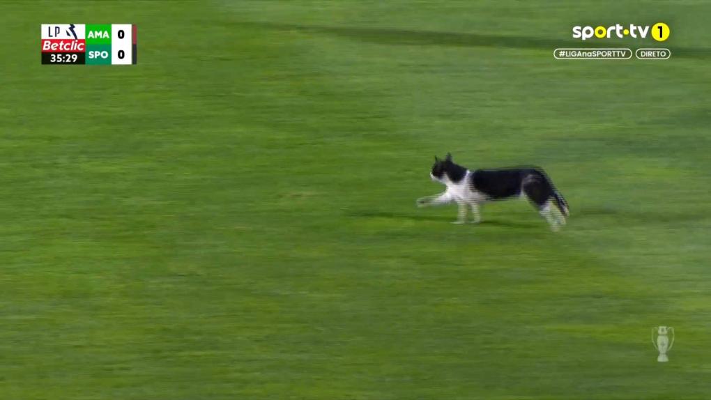 Μια... γάτα διέκοψε το Εστρέλα ντε Αμαντόρα-Σπόρτινγκ (vid