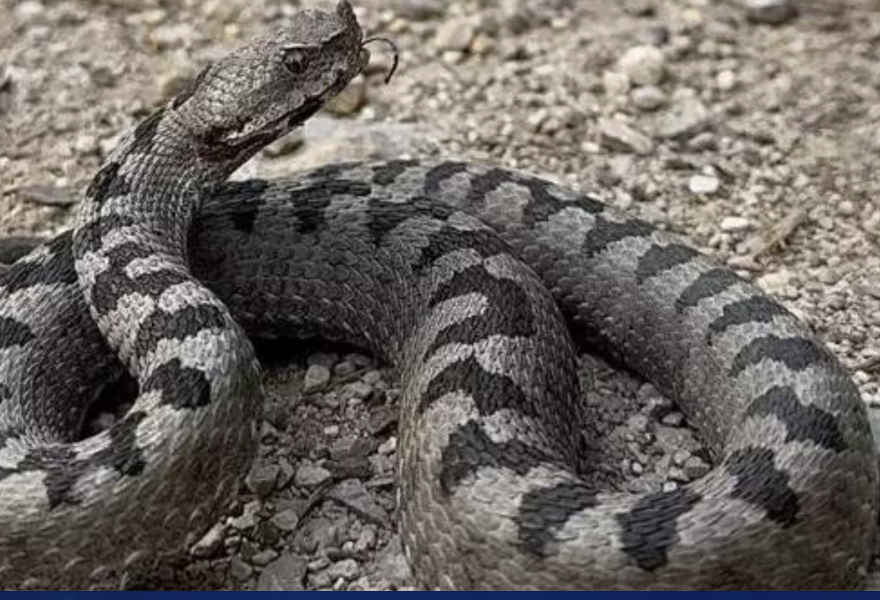 Σύρος: Οχιά δάγκωσε 13χρονο - Νοσηλεύεται σε σοβαρή κατάσταση