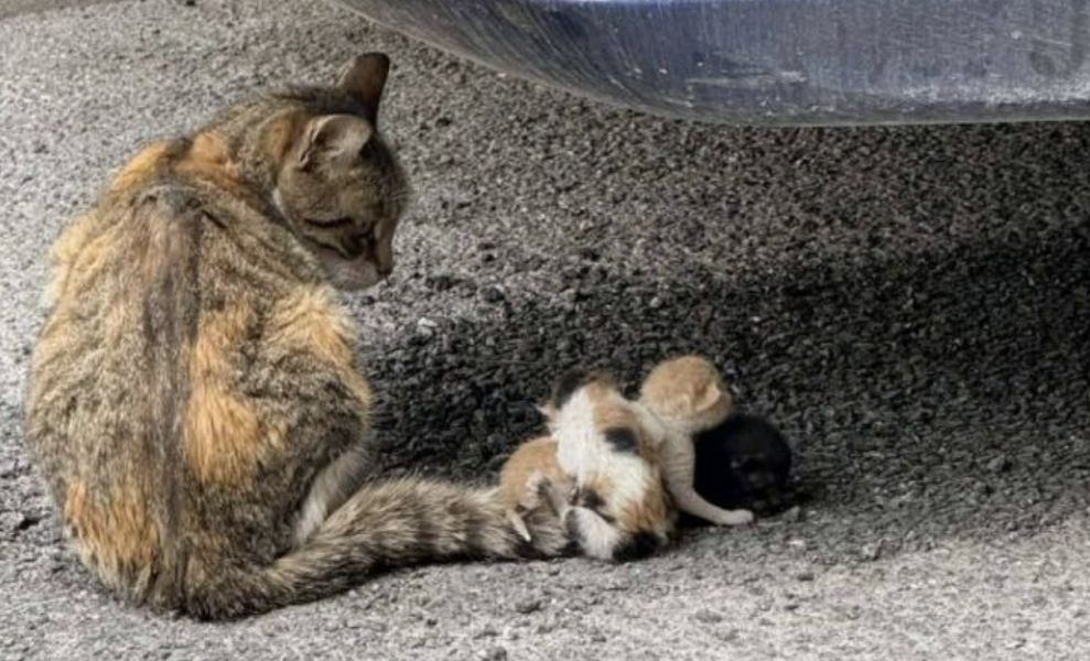 Κτηνωδία στον Βόλο: Έδεσαν νεογέννητα γατάκια στην ουρά της μητέρας τους