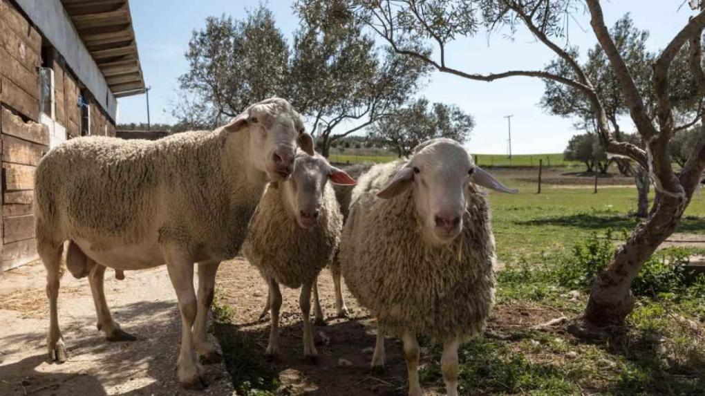 Παράταση έως τις 15 Απριλίου στα προληπτικά μέτρα για την ευλογιά των αιγοπροβάτων στην Κρήτη