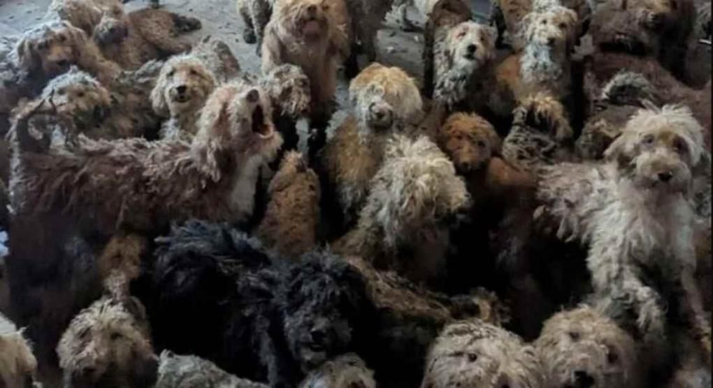 Απίστευτο περιστατικό, σοκαριστικές φωτό - Ιδιοκτήτες κρατούσαν σε άθλιες συνθήκες περισσότερα από 250 σκυλάκια poodle