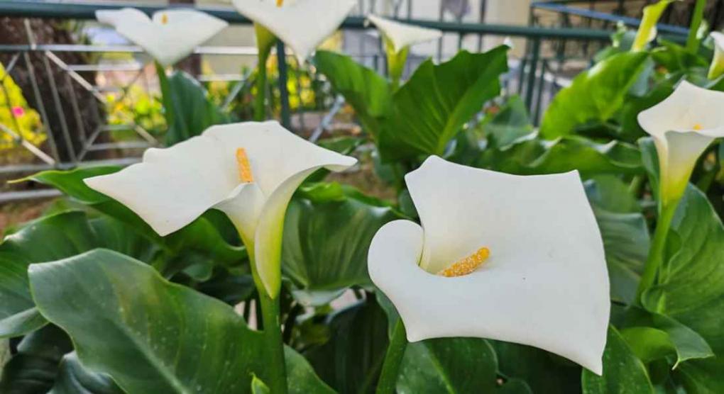 Τι σημαίνει να έχετε κρίνα στο σπίτι σας - Ποια είναι η ιδανική τοποθεσία για να τα τοποθετήσετε