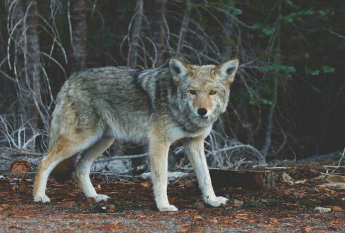 Τατόι: Λύκος επιτέθηκε σε ομάδα περιπατητών ανάμεσα σε Κρυονέρι και βασιλικά κτήματα