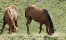 Άνδρος: Έκοψαν κλήση 700 ευρώ επειδή οδηγούσε άλογο μεθυσμένος