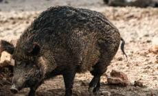 Εύβοια: Πέθανε 37χρονος που είχε τραυματιστεί σε τροχαίο με αγριογούρουνο