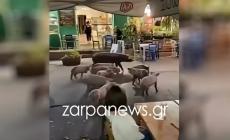 Χανιά: Γουρουνάκια πήγαν για καφέ και έκαναν βόλτα μπροστά σε μαγαζιά στον Βάμο Αποκορώνου (vid)