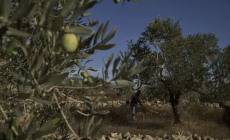 Δυτική Οχθη: Ισραηλινοί στρατιώτες βοήθησαν εποίκους να καταλάβουν ελαιώνες Παλαιστινίων