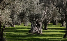 Μαθητές στα Γιαννιτσά μετατρέπουν πάρκο της πόλης σε ελαιώνα