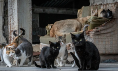 Θεσσαλονίκη: Νέα εισαγγελική έρευνα για τα 212 ζώα στη Θέρμη – Ελεύθερη αφέθηκε η 54χρονη